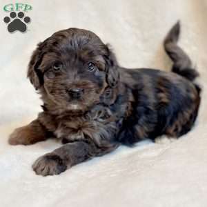 RIVER, Mini Aussiedoodle Puppy